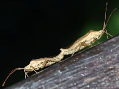 (Unipunctatus Bug) mating lateral