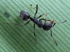 (Cocoa Black Ant) dorsal