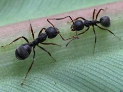 (Cocoa Black Ant) pair