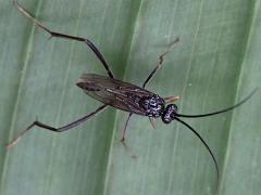 (Evaniidae Ensign Wasp) dorsal