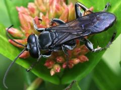 (Subtessellatus Wasp) dorsal