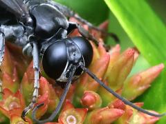 (Subtessellatus Wasp) face
