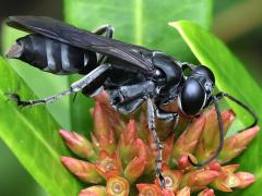 (Subtessellatus Wasp) lateral
