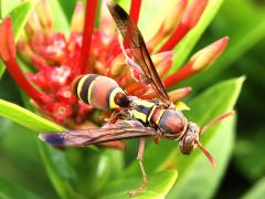 (Tropical Paper Wasp) dorsal