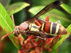 (Tropical Paper Wasp) profile