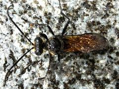 (Diabolicus Wasp) male dorsal