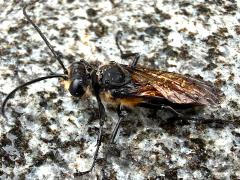 (Diabolicus Wasp) male profile