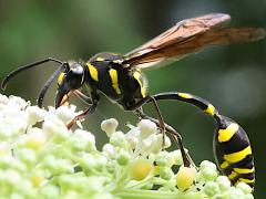 (Formosa Potter Wasp) female lateral