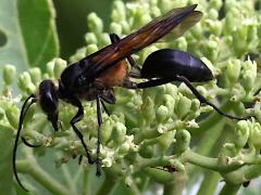 (Diabolicus Wasp) male profile