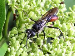 (Sericeus Wasp) male dorsal