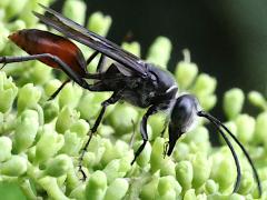 (Sericeus Wasp) male lateral