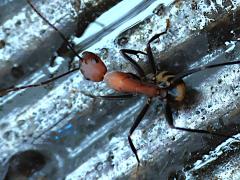 (Habereri Carpenter Ant) dorsal