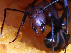 (Habereri Carpenter Ant) face