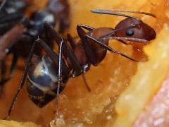 (Habereri Carpenter Ant) lateral