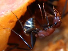 (Habereri Carpenter Ant) profile