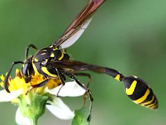 (Formosa Potter Wasp) female profile