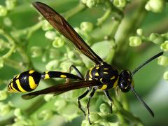(Formosa Potter Wasp) female dorsal