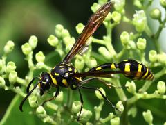 (Formosa Potter Wasp) female lateral