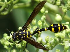 (Formosa Potter Wasp) female profile