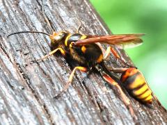 (Taiwan Deforme Wasp) profile