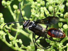 (Sericeus Wasp) male dorsal