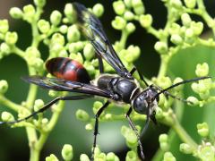 (Sericeus Wasp) male frontal