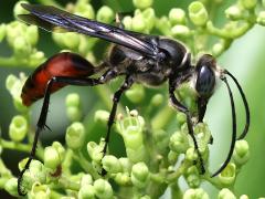 (Sericeus Wasp) male lateral