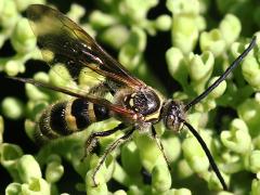 (Campsomerini Scoliid Wasp) male dorsal