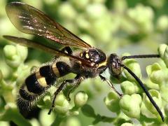 (Campsomerini Scoliid Wasp) male lateral