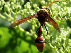 (Pyriforme Potter Wasp) male dorsal