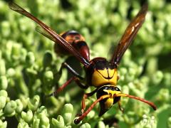 (Pyriforme Potter Wasp) male face