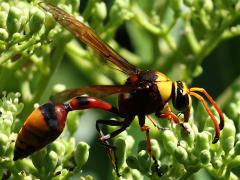 (Pyriforme Potter Wasp) male lateral