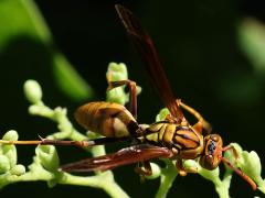(Japonicus Paper Wasp) dorsal