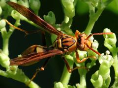 (Japonicus Paper Wasp) frontal