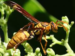 (Japonicus Paper Wasp) profile