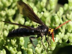 (Superciliaris Scoliid Wasp) male profile