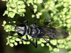 (Argentatus Digger Wasp) dorsal