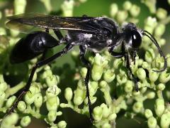 (Argentatus Digger Wasp) lateral