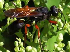(Subtruncatus Wasp) dorsal