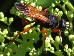 (Subtruncatus Wasp) lateral