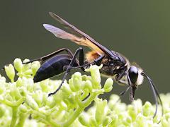 (Diabolicus Wasp) male lateral