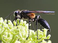 (Diabolicus Wasp) male rear
