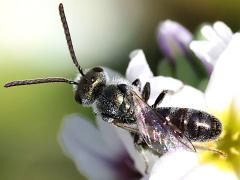 (Lasioglossum Sweat Bee) dorsal