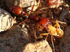 (California Harvester Ant) carrying young