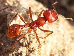 (California Harvester Ant) dorsal