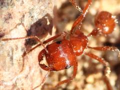 (California Harvester Ant) head