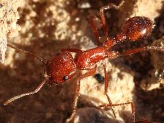 (California Harvester Ant) profile