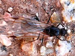 (Black Harvester Ant) male alate