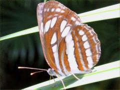 (Luculenta Common Sailer) underside