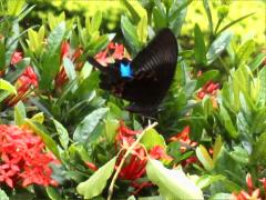(Nakaharai Peacock Swallowtail) underside